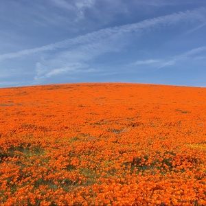 Meet your Posher, Annie